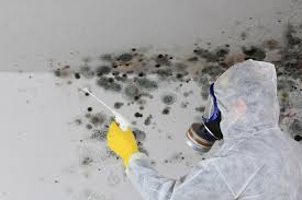 Best Environmental Consulting for Mold Prevention  in East Ridge, TN